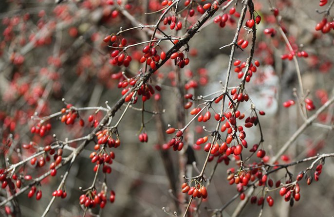 ?????????????????????????????? "?????????" ???????????????????????